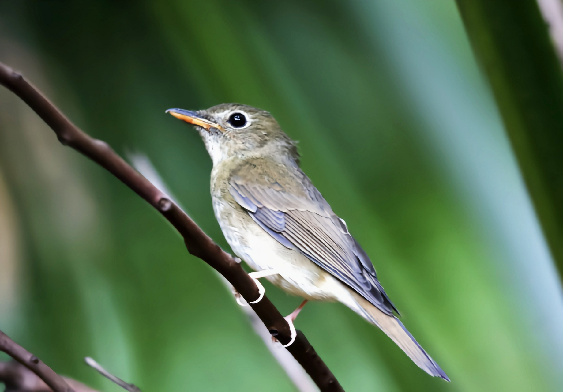 在中国大陆,白喉林鹟属于夏候鸟,主要栖息在海拔高达1100米的林缘下层