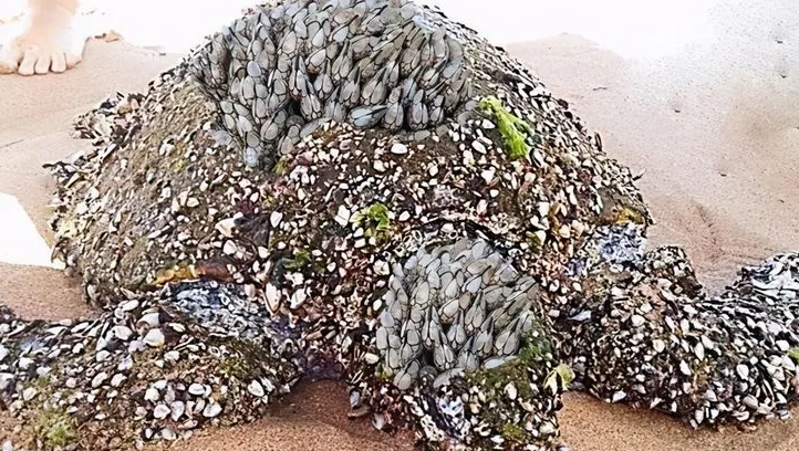 藤壶能吃吗?藤壶:海洋遗珍的沿海美食传奇