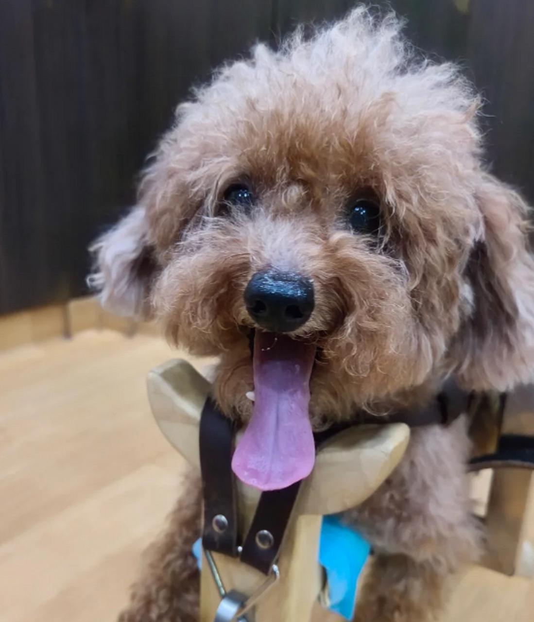 狗狗舌头变紫,原来是心脏不舒服!