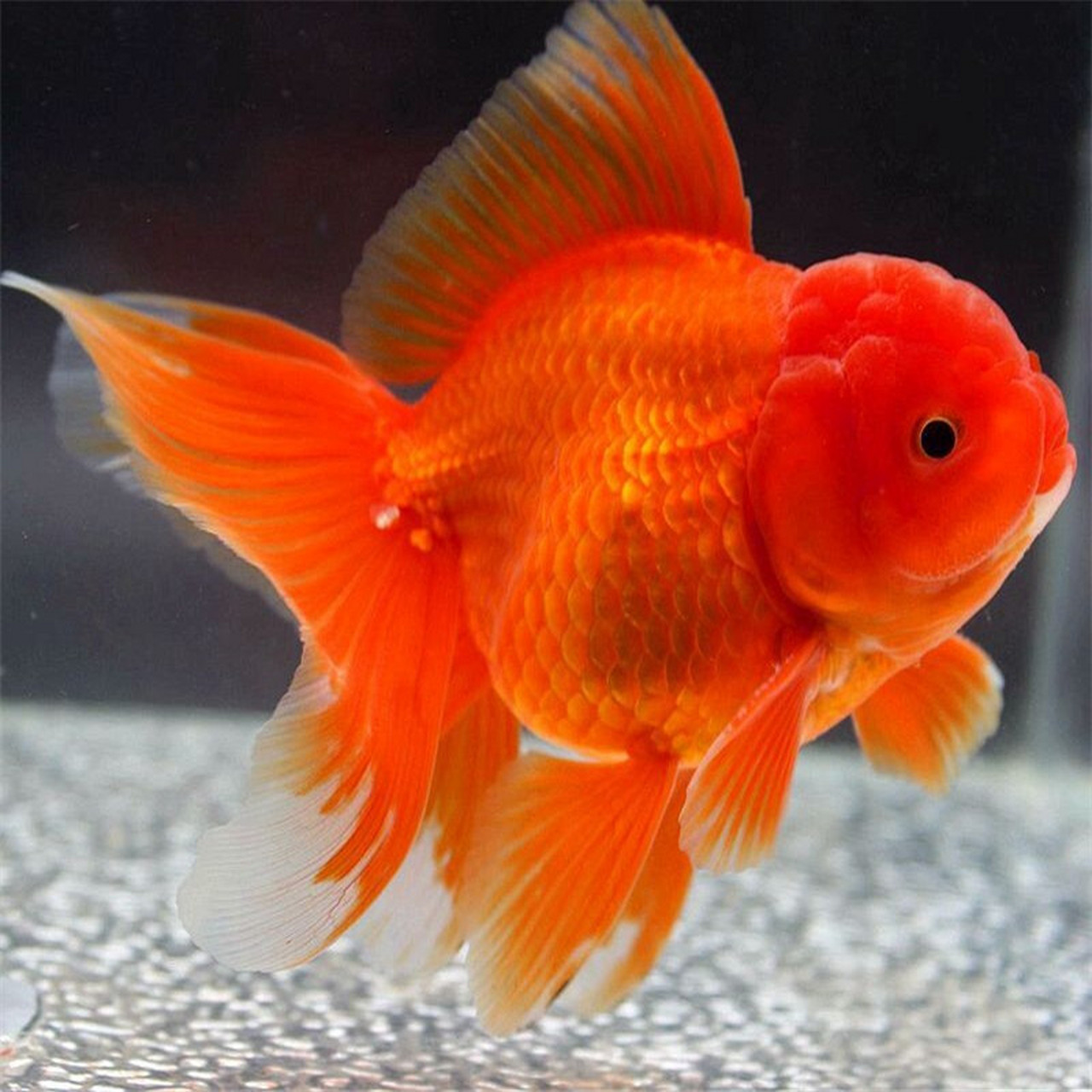 当鱼要睡觉时,它们会在水中保持静止状态,降低身体的活动量,减少能量