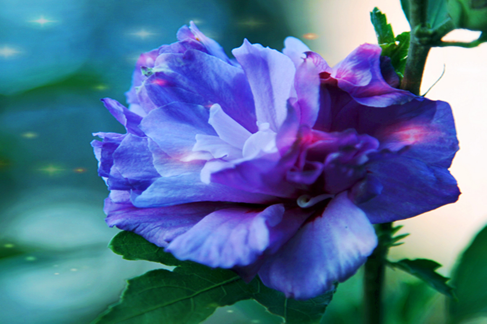 木槿花盛开,绚烂多彩.