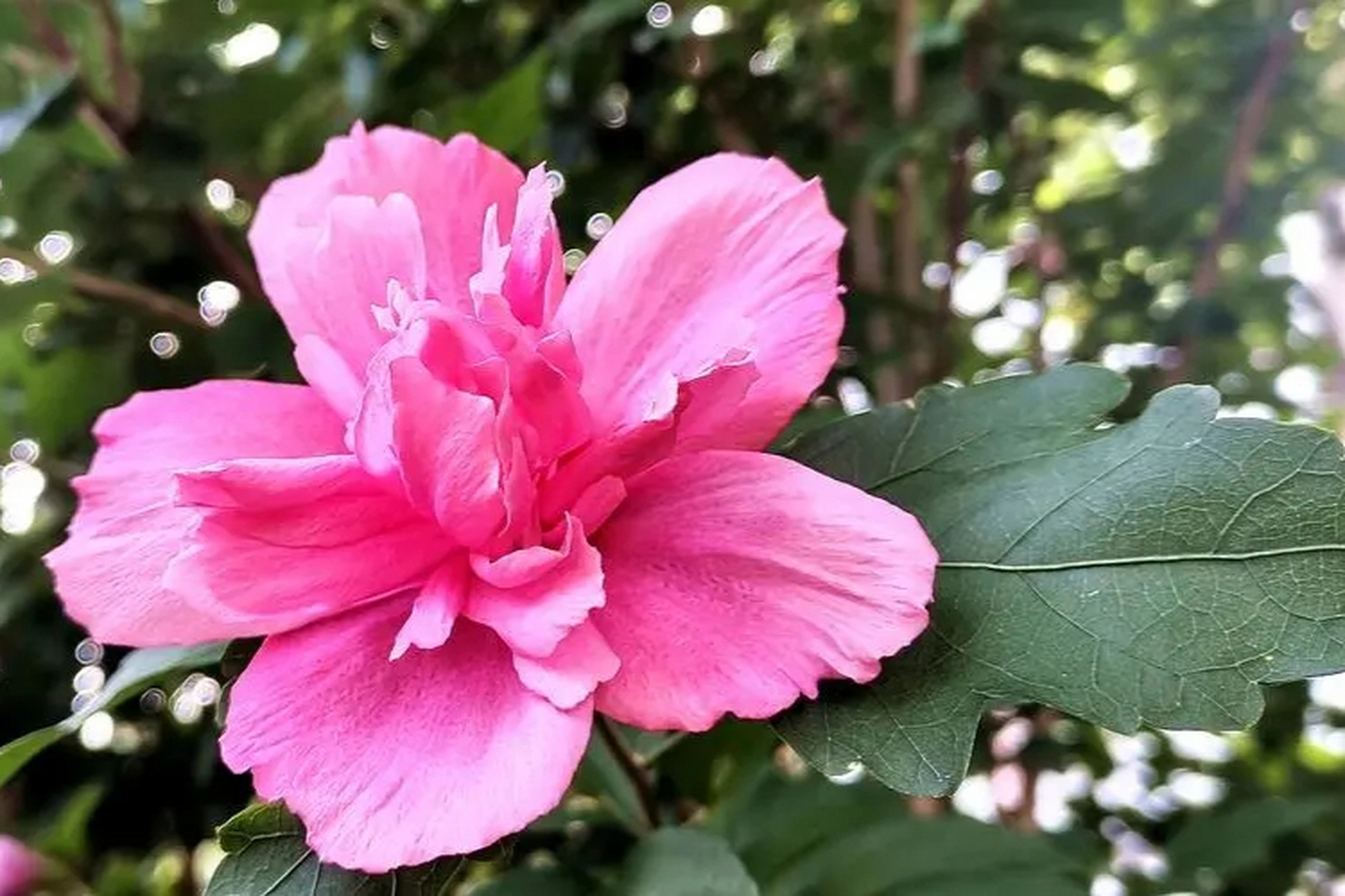 木槿花盛开,绚烂多彩.