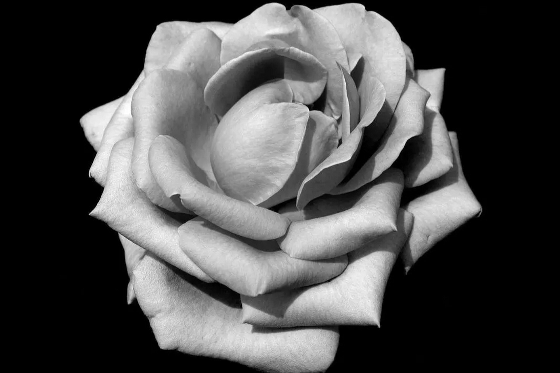 灰色的玫瑰花语图片