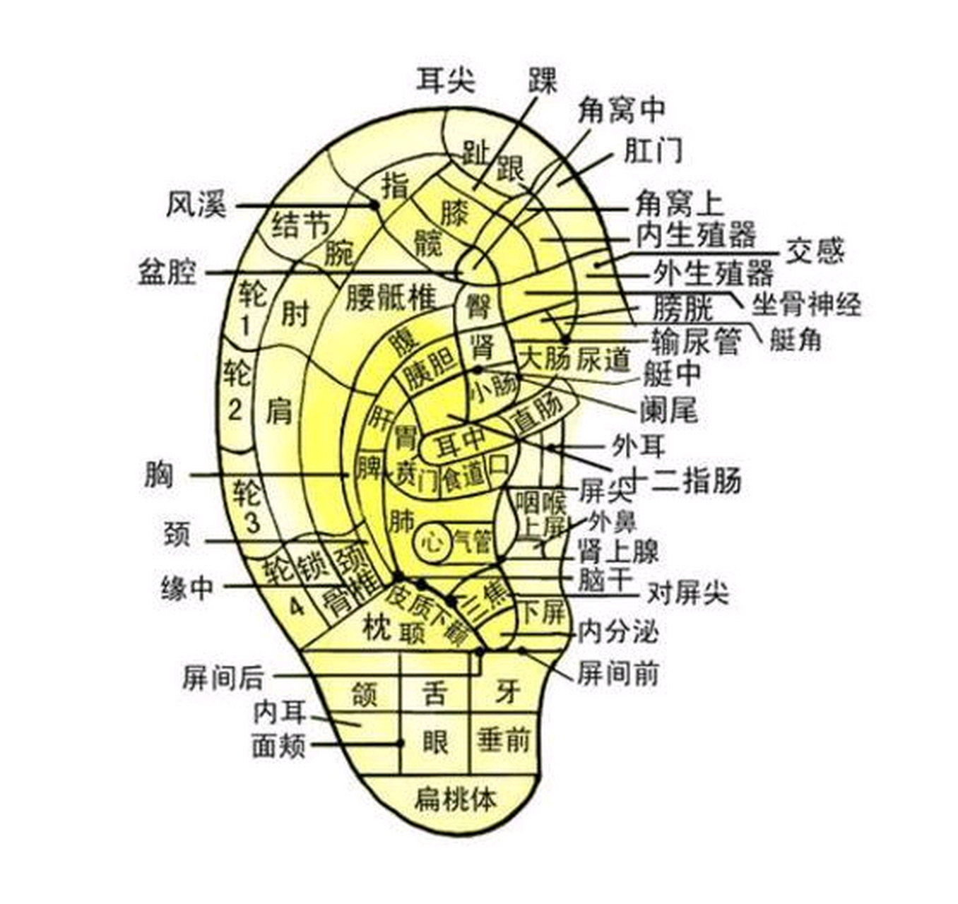 耳朵对应的器官是什么图片