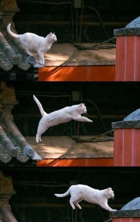 故宫里的猫保安御猫们的由来