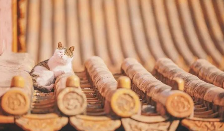 故宫里的猫保安御猫们的由来
