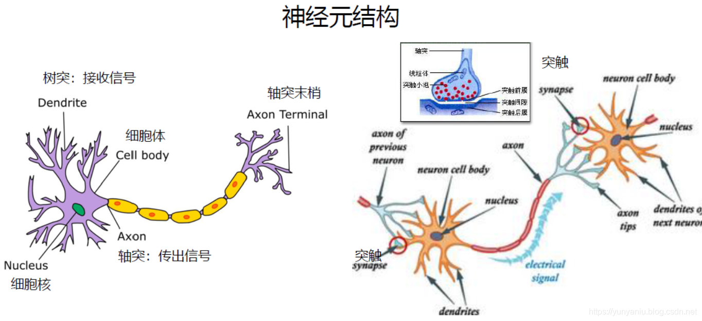 神经元网络密布,信号通达全身