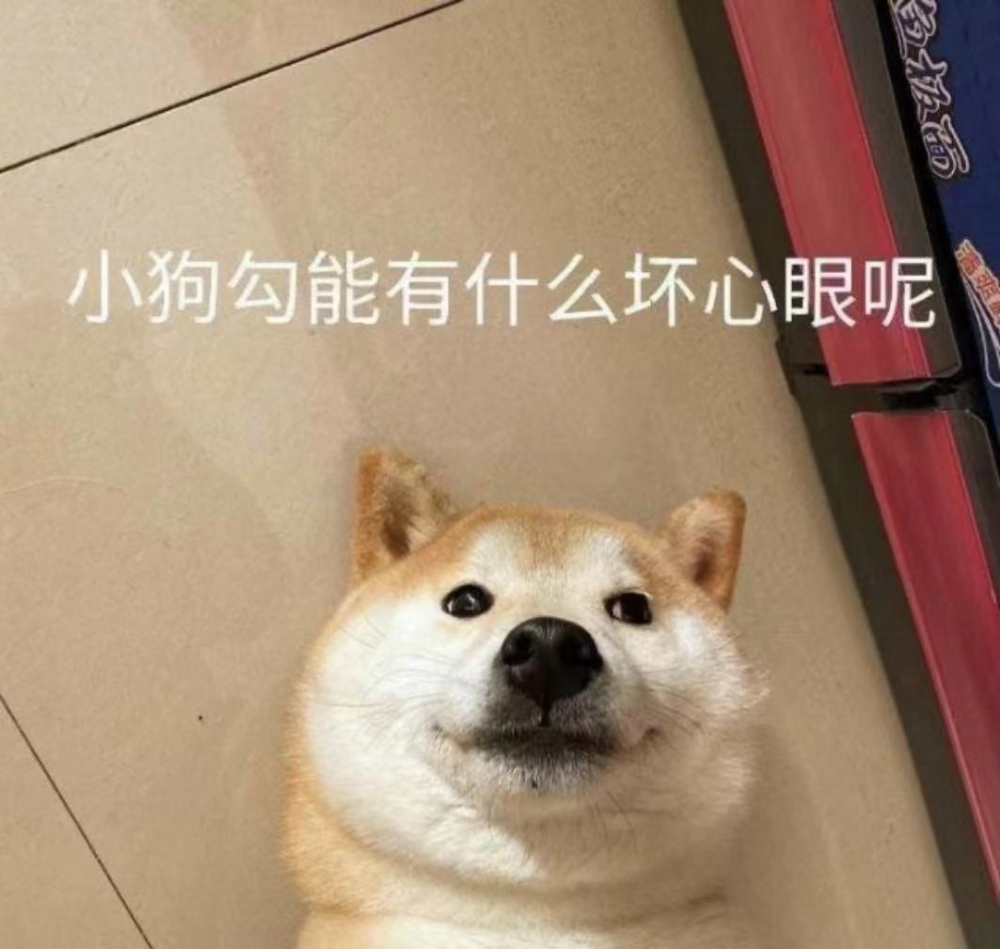狗狗被宠坏的6个表现,出现一个就要警惕了!小心养出白眼狼