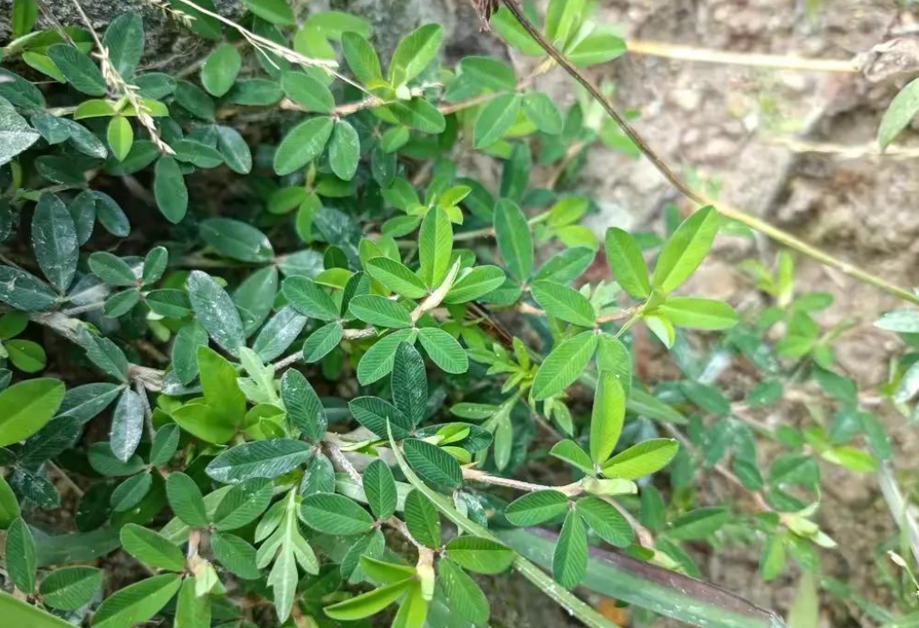 鸡眼草,又称碎不齐,公母草,有3大功效,农民朋友请及时了解!