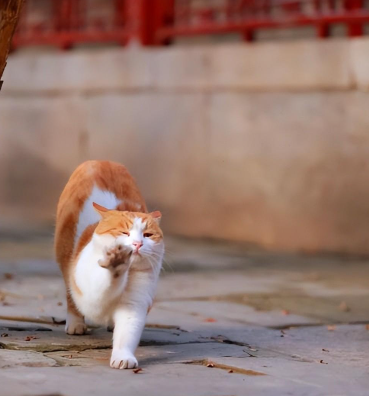 故宫里的猫保安御猫们的由来