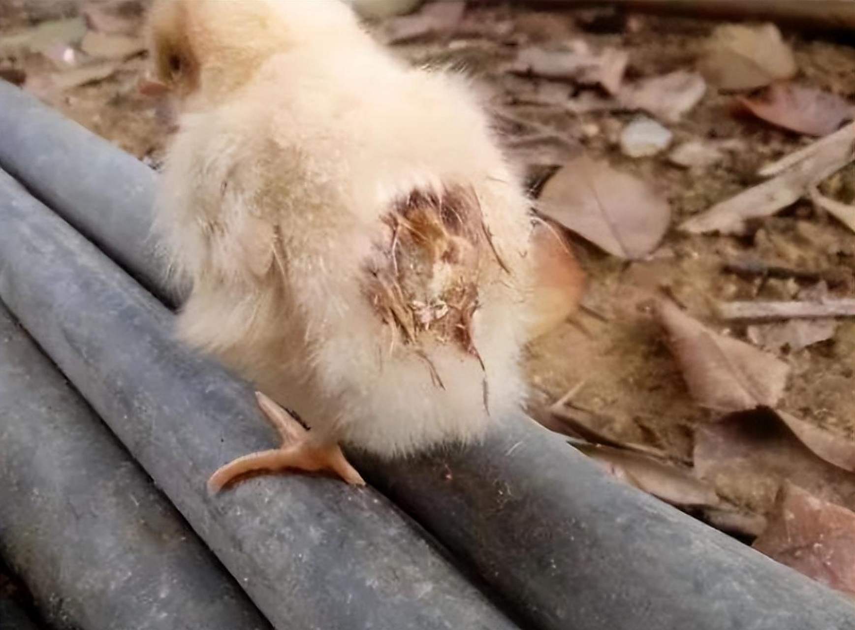 鸡白痢症状明显,出现白色稀便,糊肛!多因沙门氏菌感染所致.