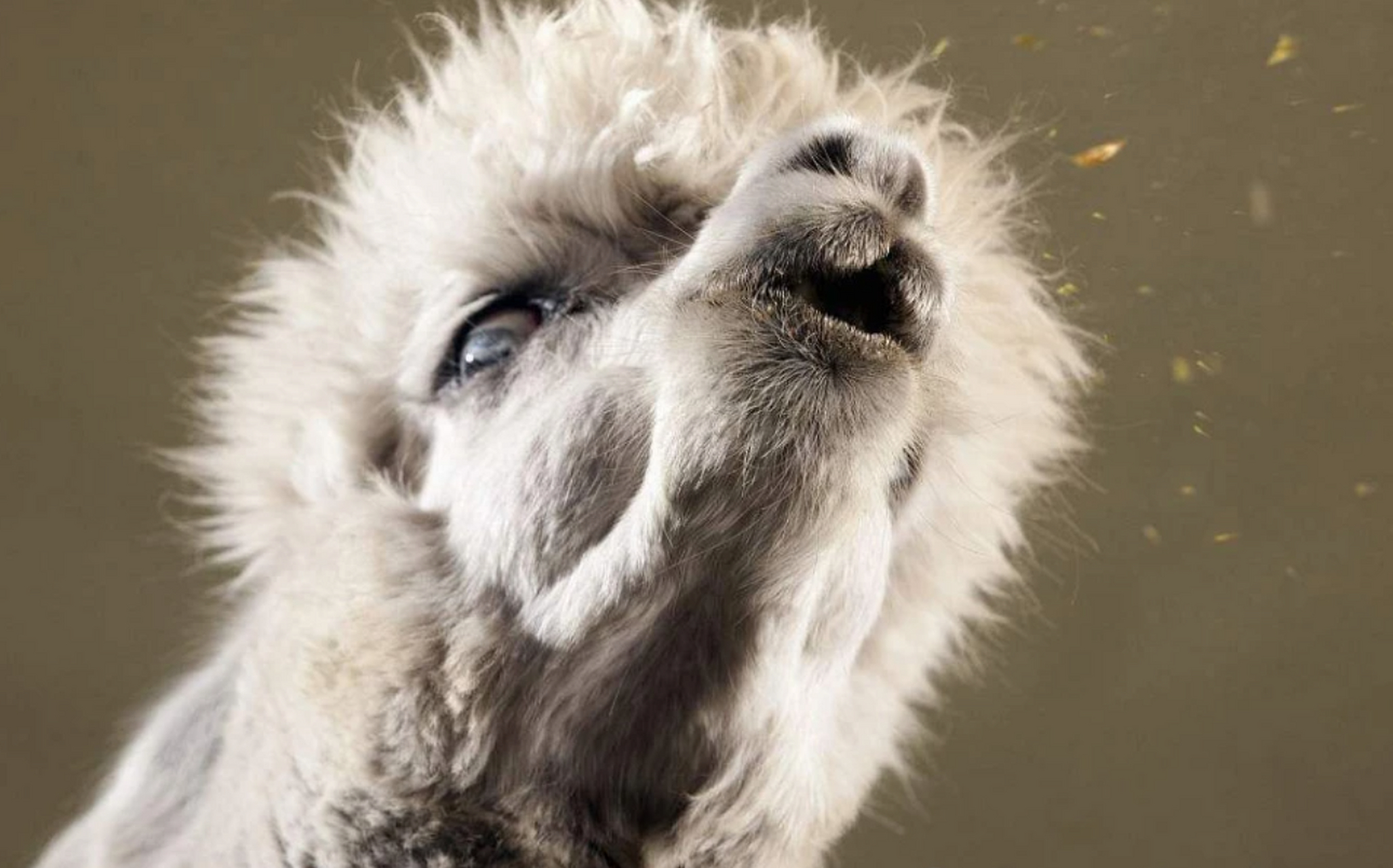 妊娠期的羊驼更爱"吐口水",这也成为了它们的一种特殊标记.