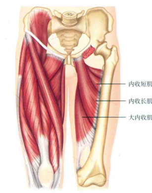 肌肉能量技术与内收肌群