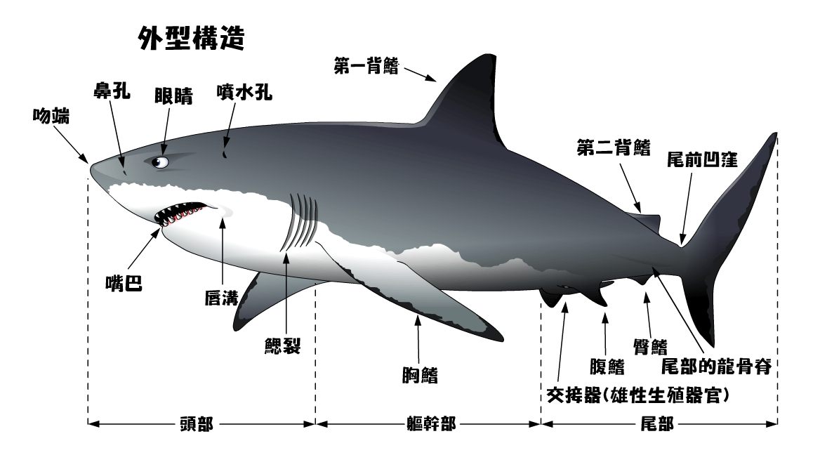 鲨鱼身体部位介绍图片图片