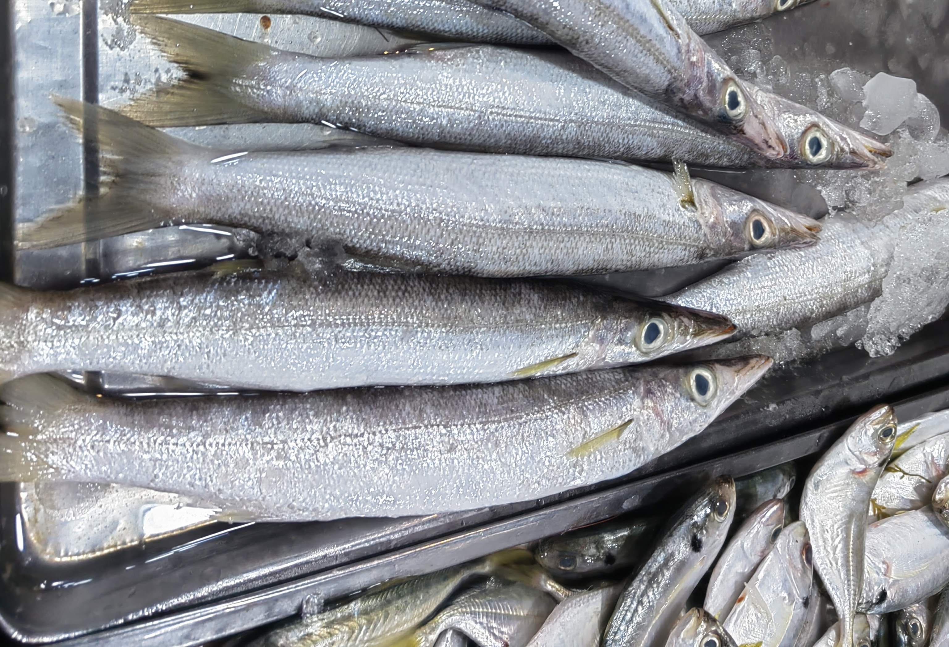 今天在市场里看到一种海鱼,样子看上去跟沙追鱼很相似,就是大很多