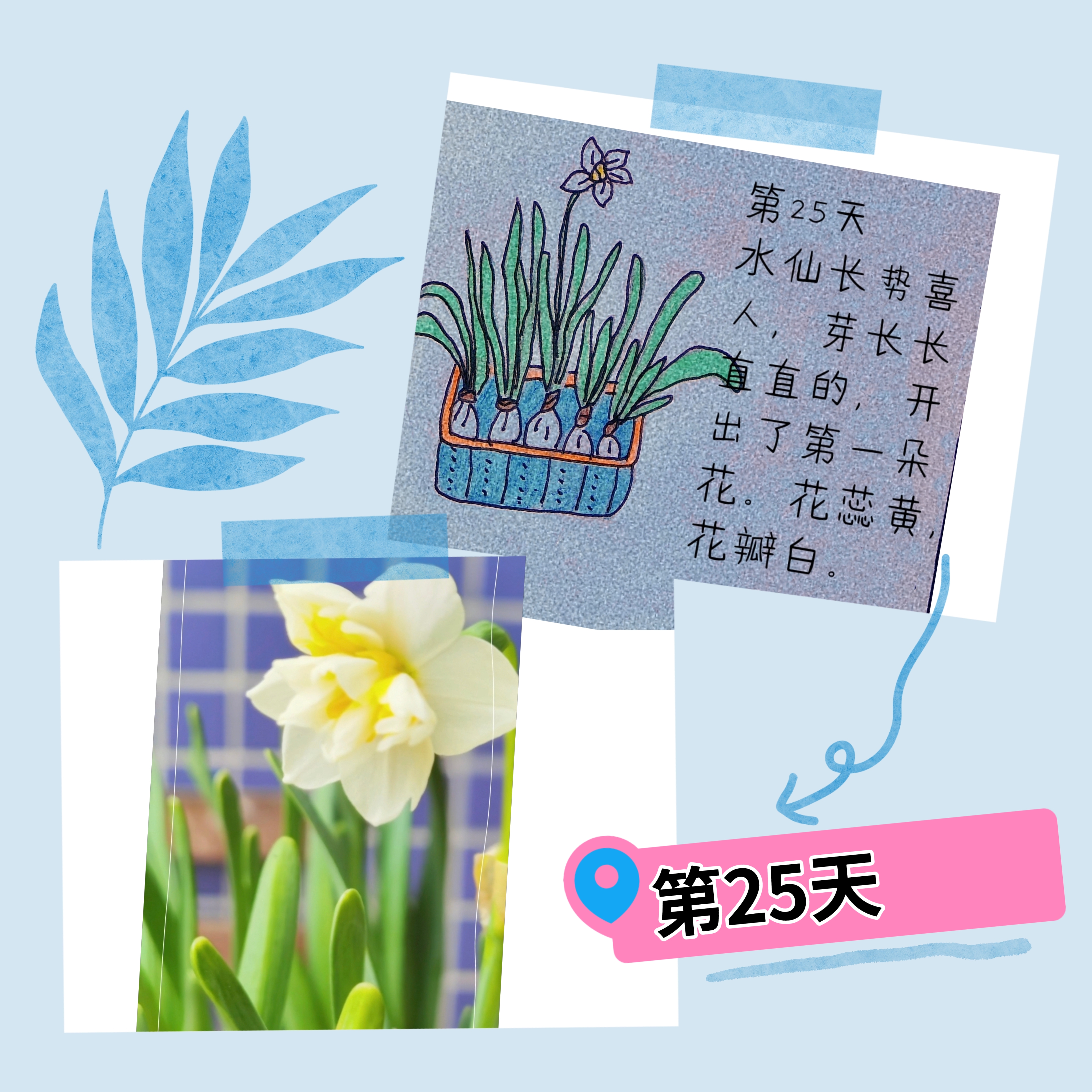 原创植物生长日记