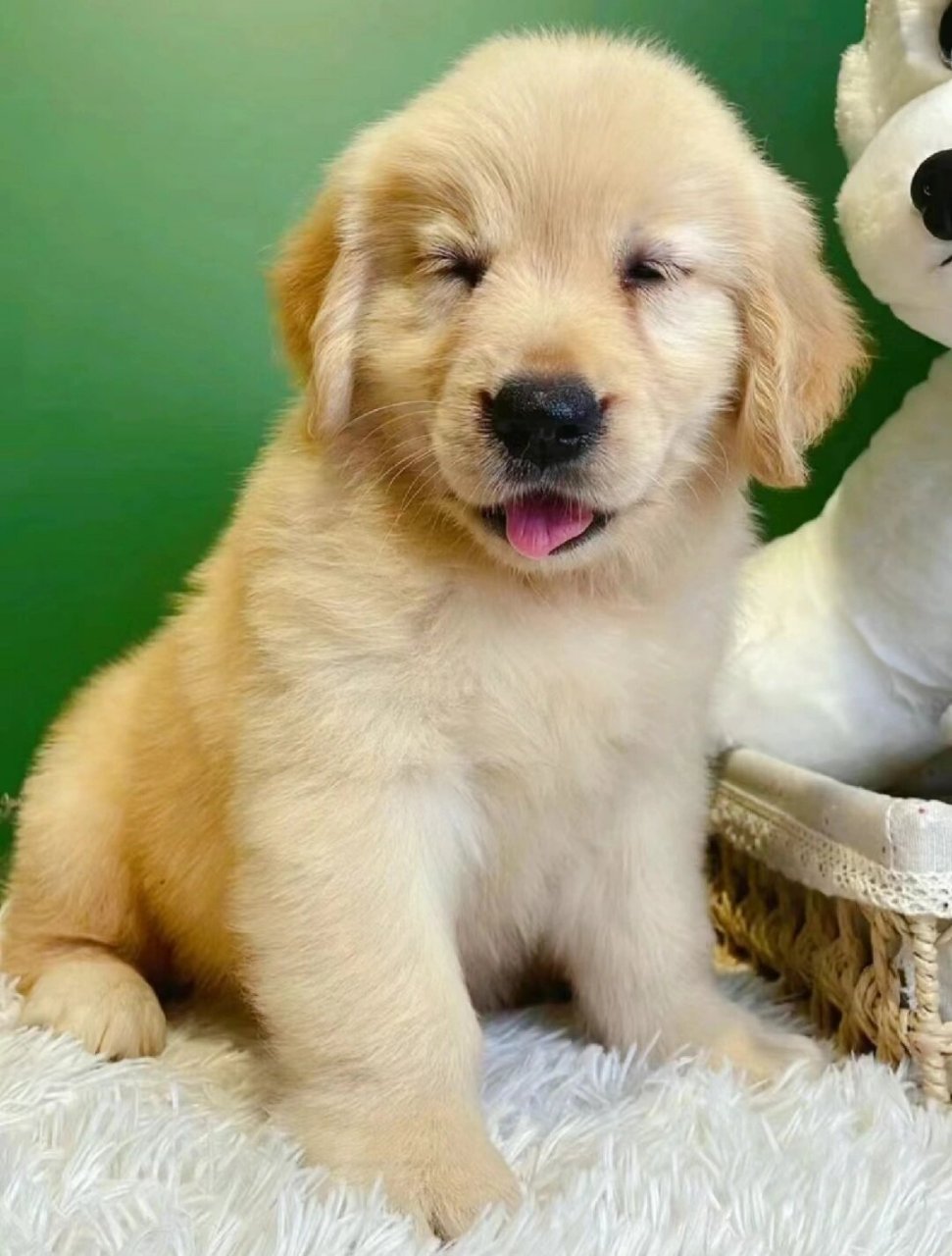 金毛狗狗的温顺日常:无尽的陪伴与温暖  亲爱的朋友们,今天我想和你们