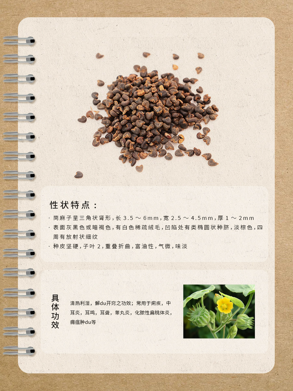 每天认识一味中草药 苘麻  91 【植物概述】苘麻(学名:abutilon the