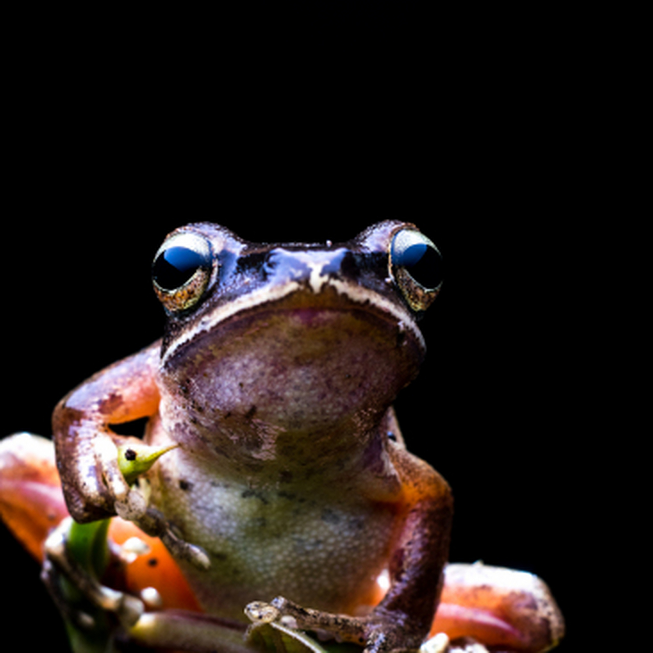优质短图文计划# 04草原上的小精灵——蒙古裸腹溞的奇妙生活