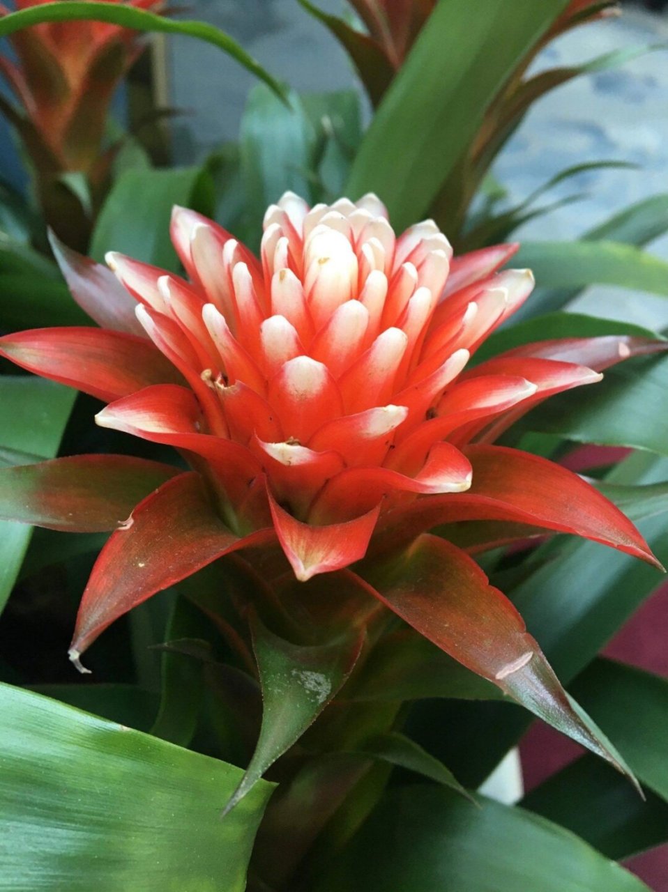 每天带你认识一种花|水塔花  "每日一花分享,今天为你揭秘的是水塔花.