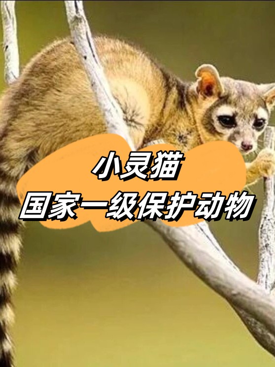 小灵猫,国家一级保护动物,  小灵猫,这一珍贵的物种在我国被列为国家