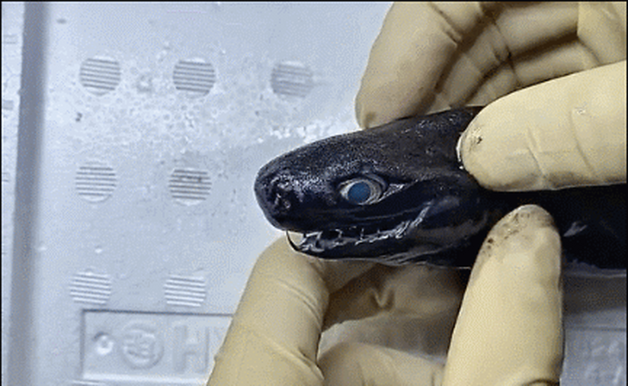 卡氏尖颌乌鲨的嘴巴酷似异形.