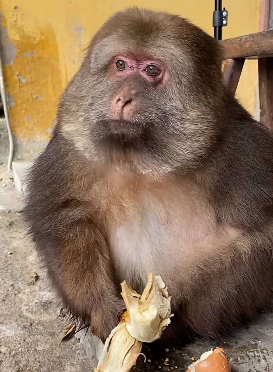 眼睛最大的猴子图片