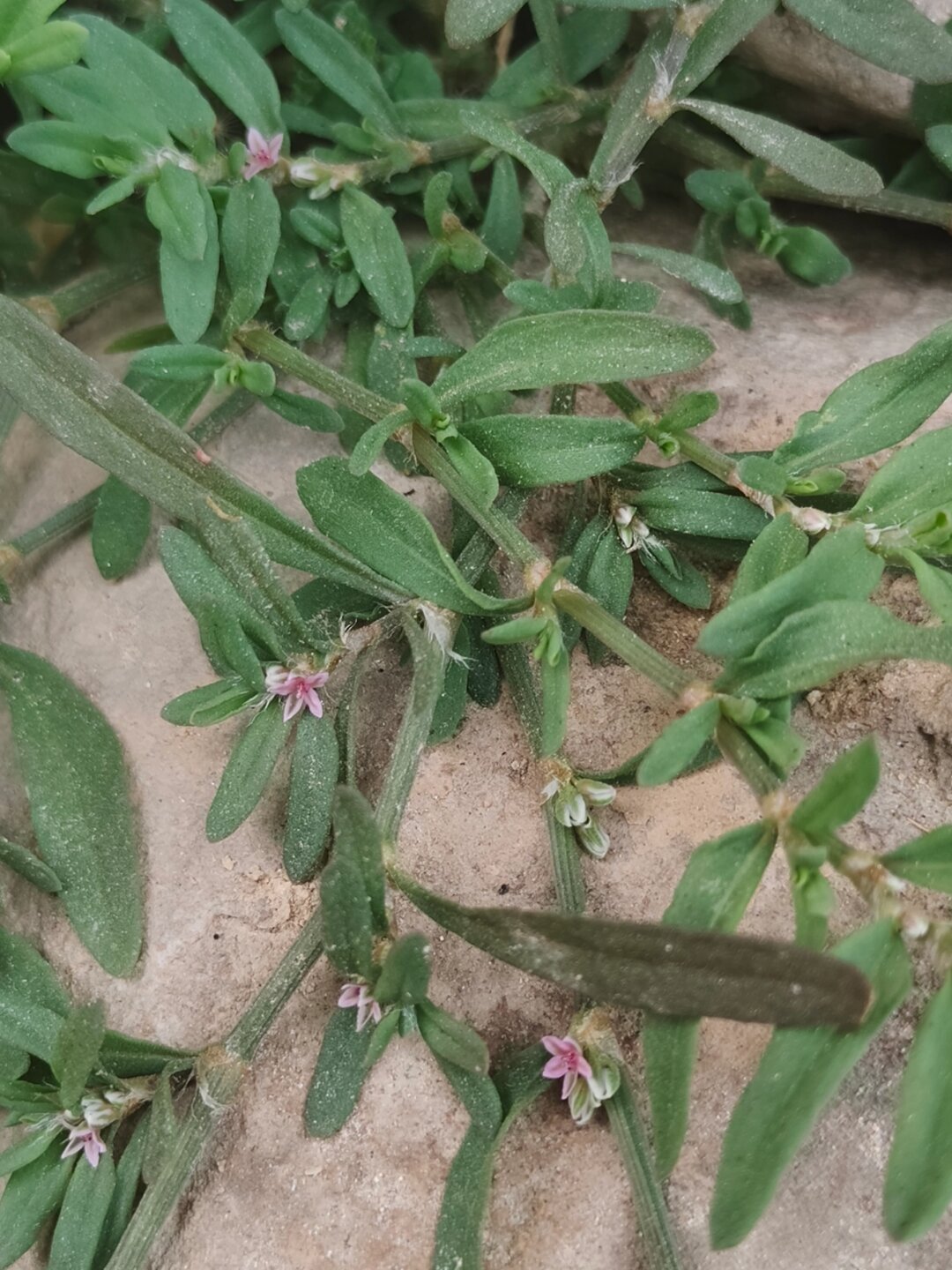 每天认识一种植物—习见扁蓄  学名:polygonum plebeium r br