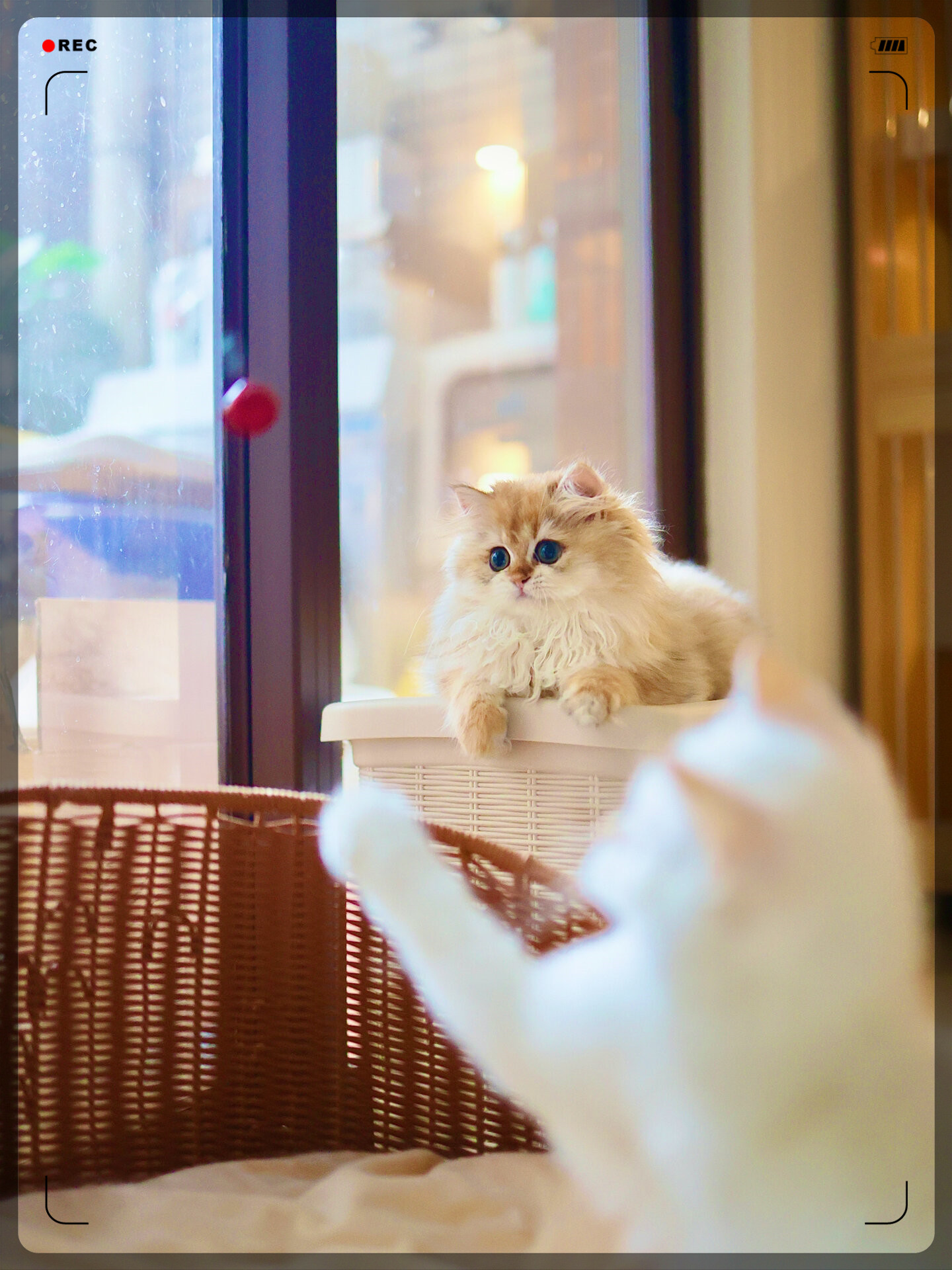 甜美小猫咪来袭