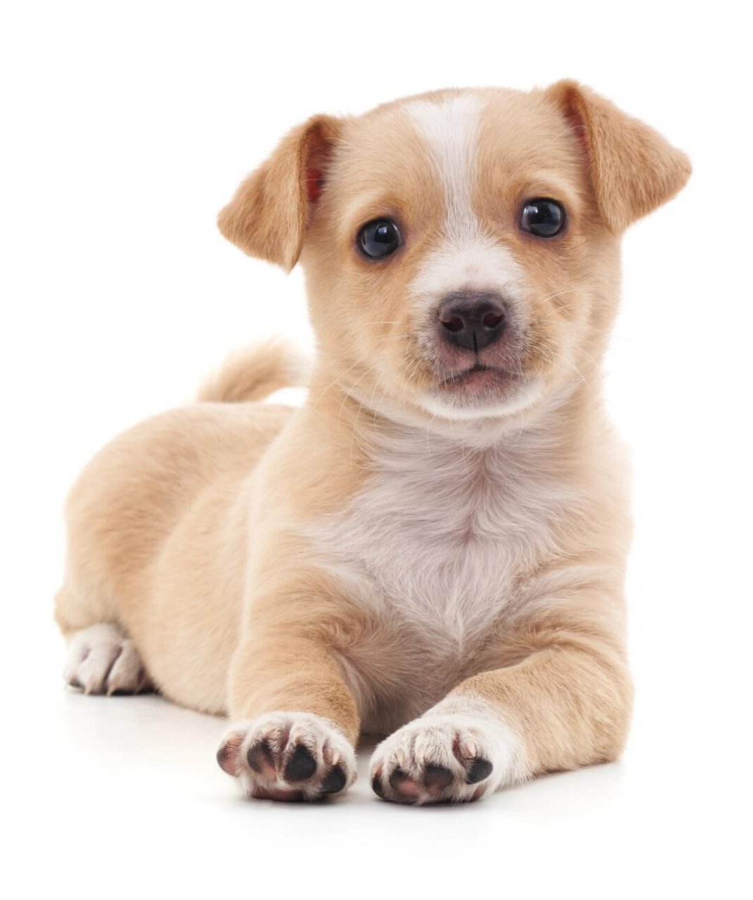 可爱猫狗  真的好喜欢猫猫和狗狗.