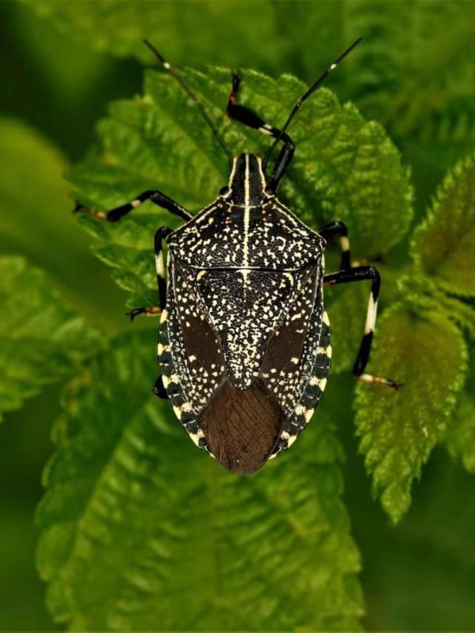 深耕自然教育  麻皮蝽,也被称为"黄斑黑蝽",是一种在中国大江南北都
