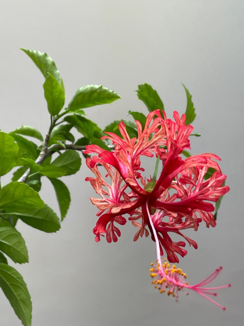 天呐,一觉醒来神仙花开了  我的超华丽吊灯扶桑!今早绽放了!