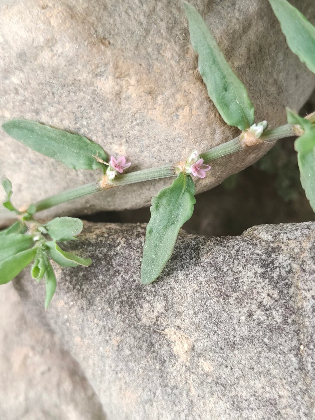 每天认识一种植物—习见扁蓄  学名:polygonum plebeium r. br.