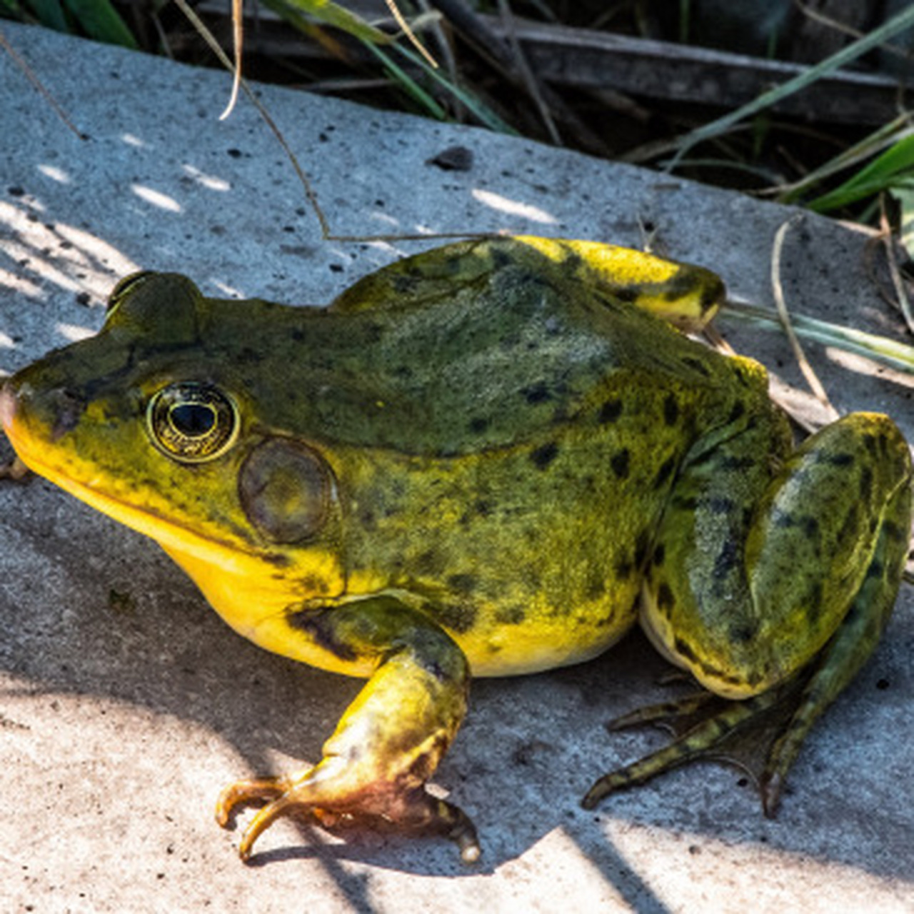 优质短图文计划# 04草原上的小精灵——蒙古裸腹溞的奇妙生活