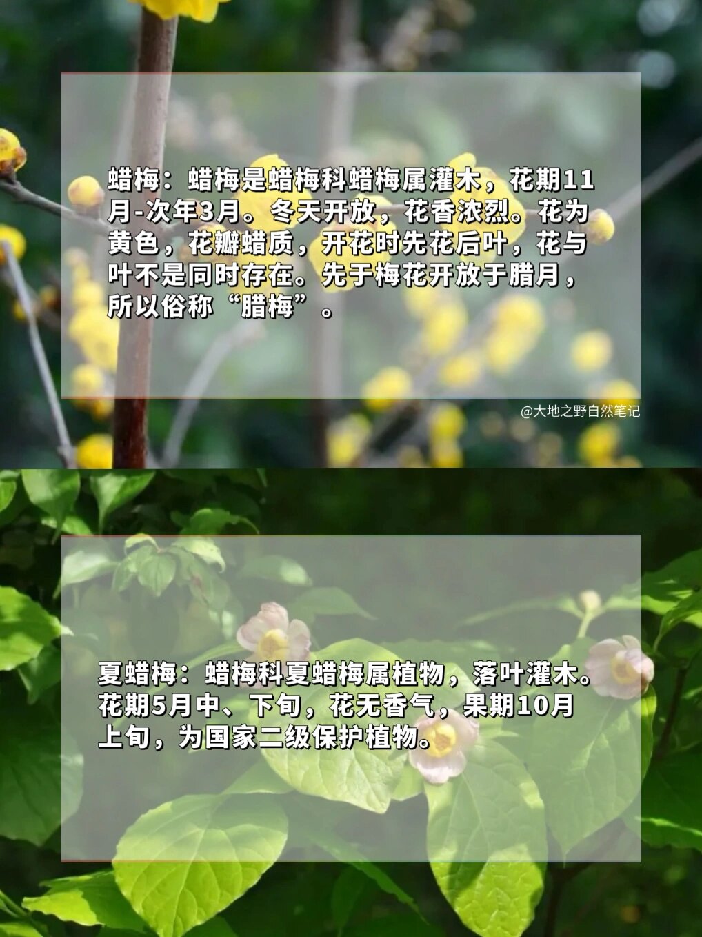 蜡梅 你认错了吗  随着腊月的脚步临近,腊八节也即