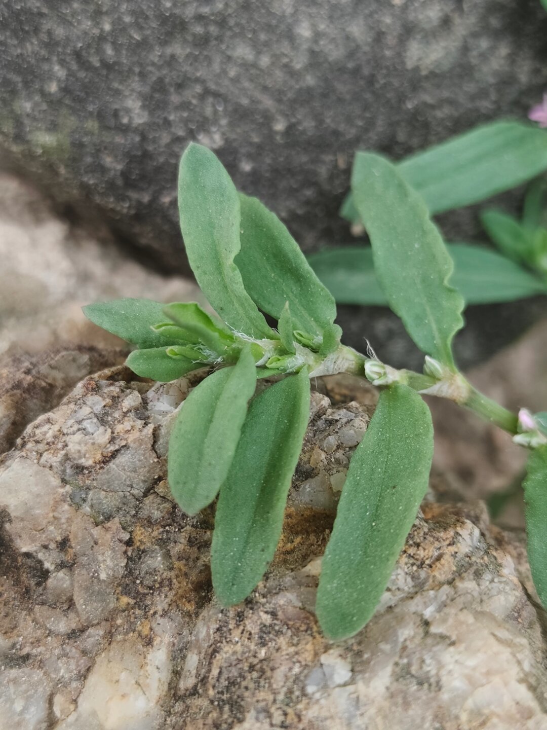每天认识一种植物—习见扁蓄  学名:polygonum plebeium r. br.