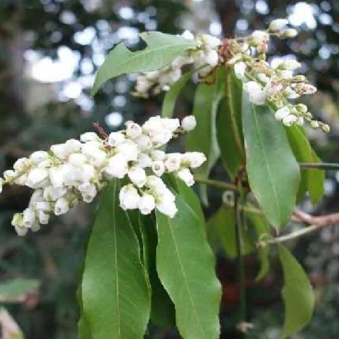 马醉木  杜鹃花科马醉木属的常绿灌木或小乔木,树干较高,树皮呈棕褐色