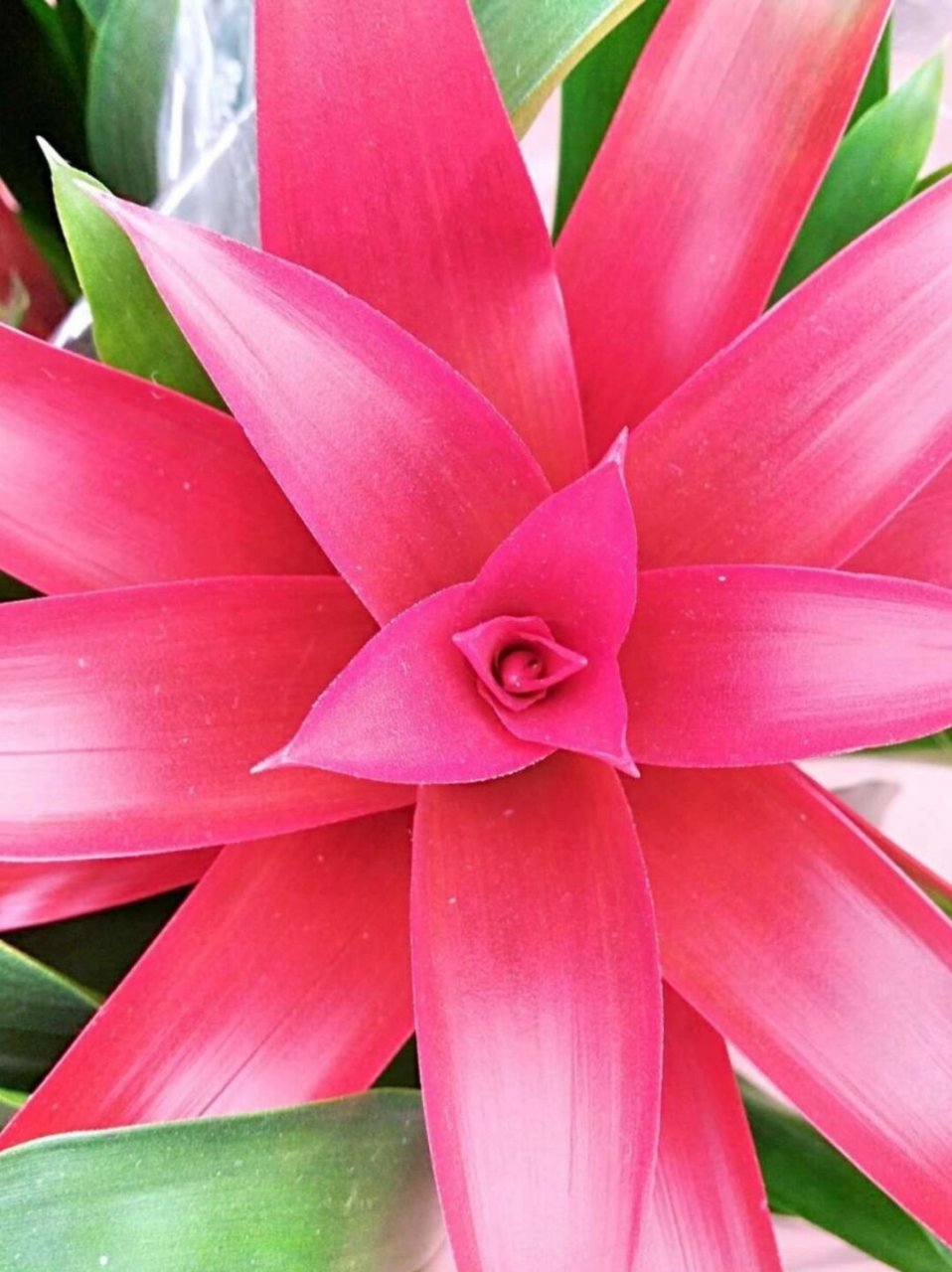 每天带你认识一种花|水塔花  "每日一花分享,今天为你揭秘的是水塔花.