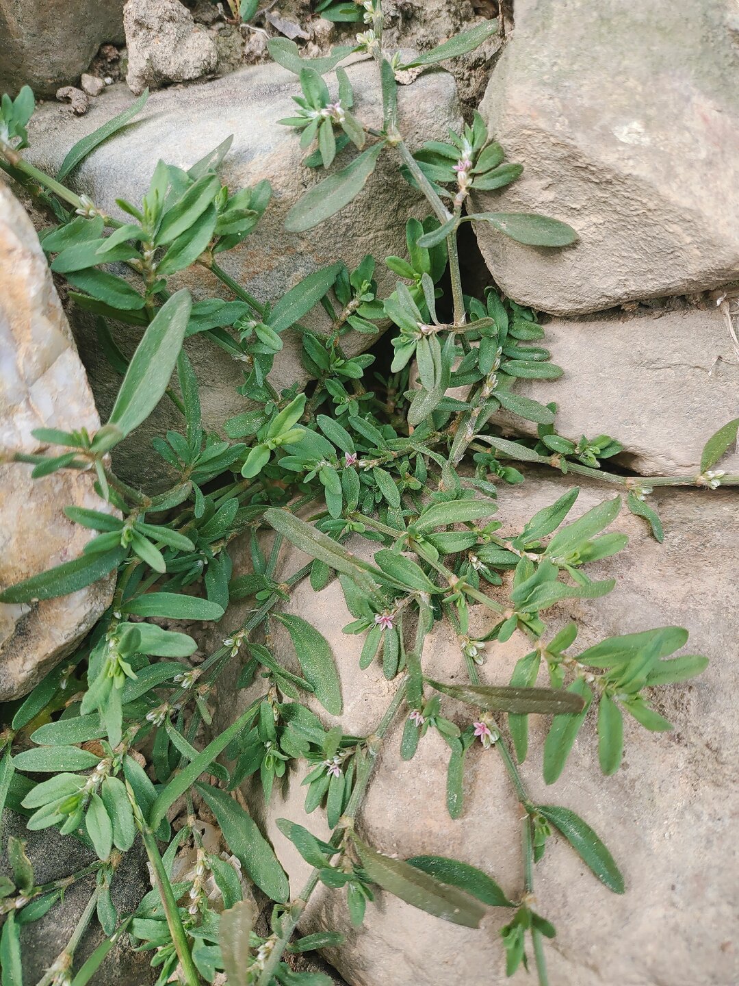 每天认识一种植物—习见扁蓄  学名:polygonum plebeium r br