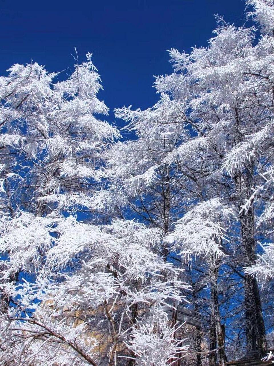 崂山耐冬降雪图片图片