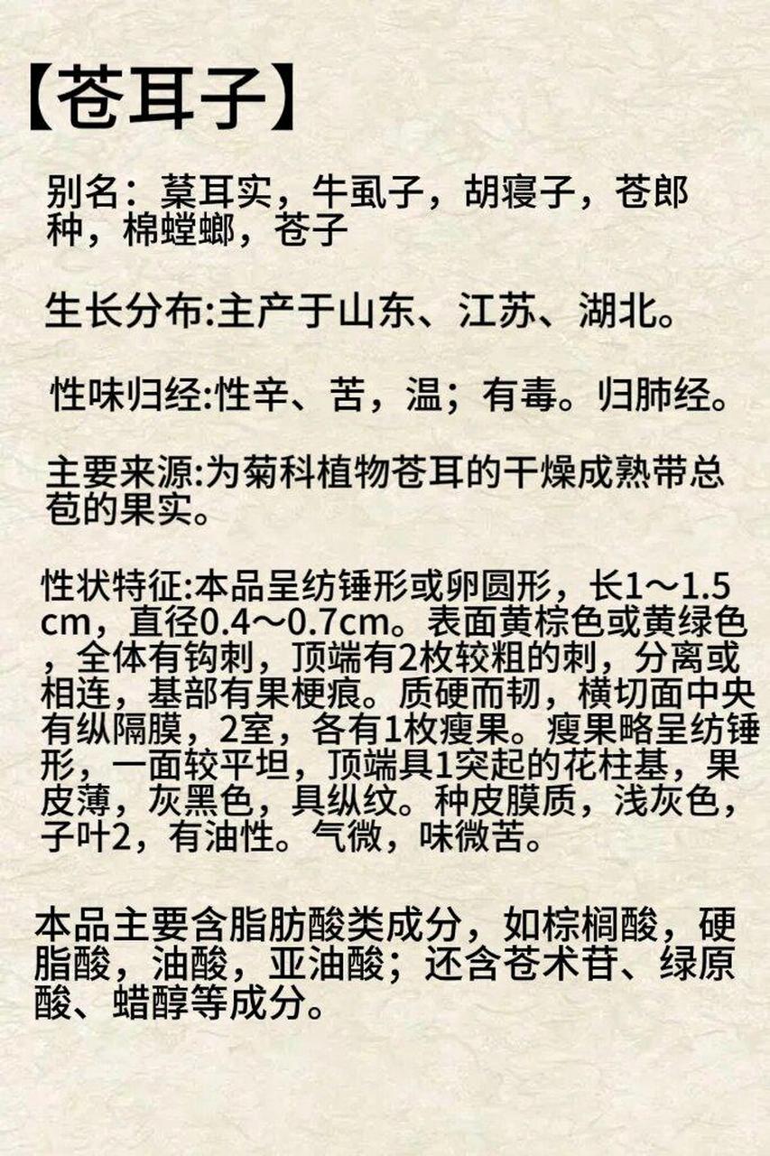 每天认识一种本草植物苍耳子  91苍耳的别名有葈耳实,牛虱子,胡寝子