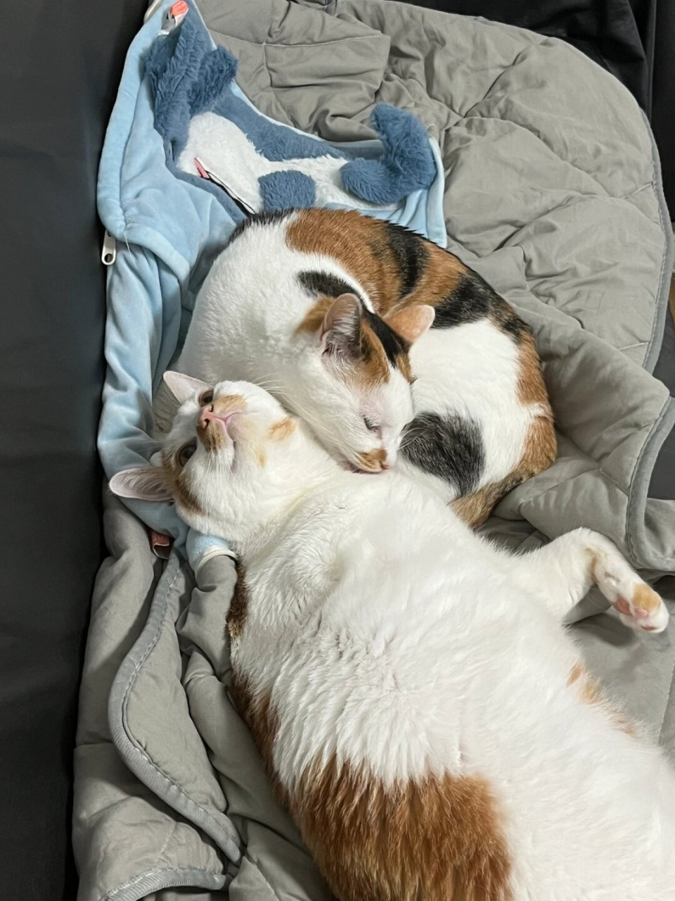 有妈妈的小猫就是不一样  六六已经一岁半了,体重达到了十多斤,就像一