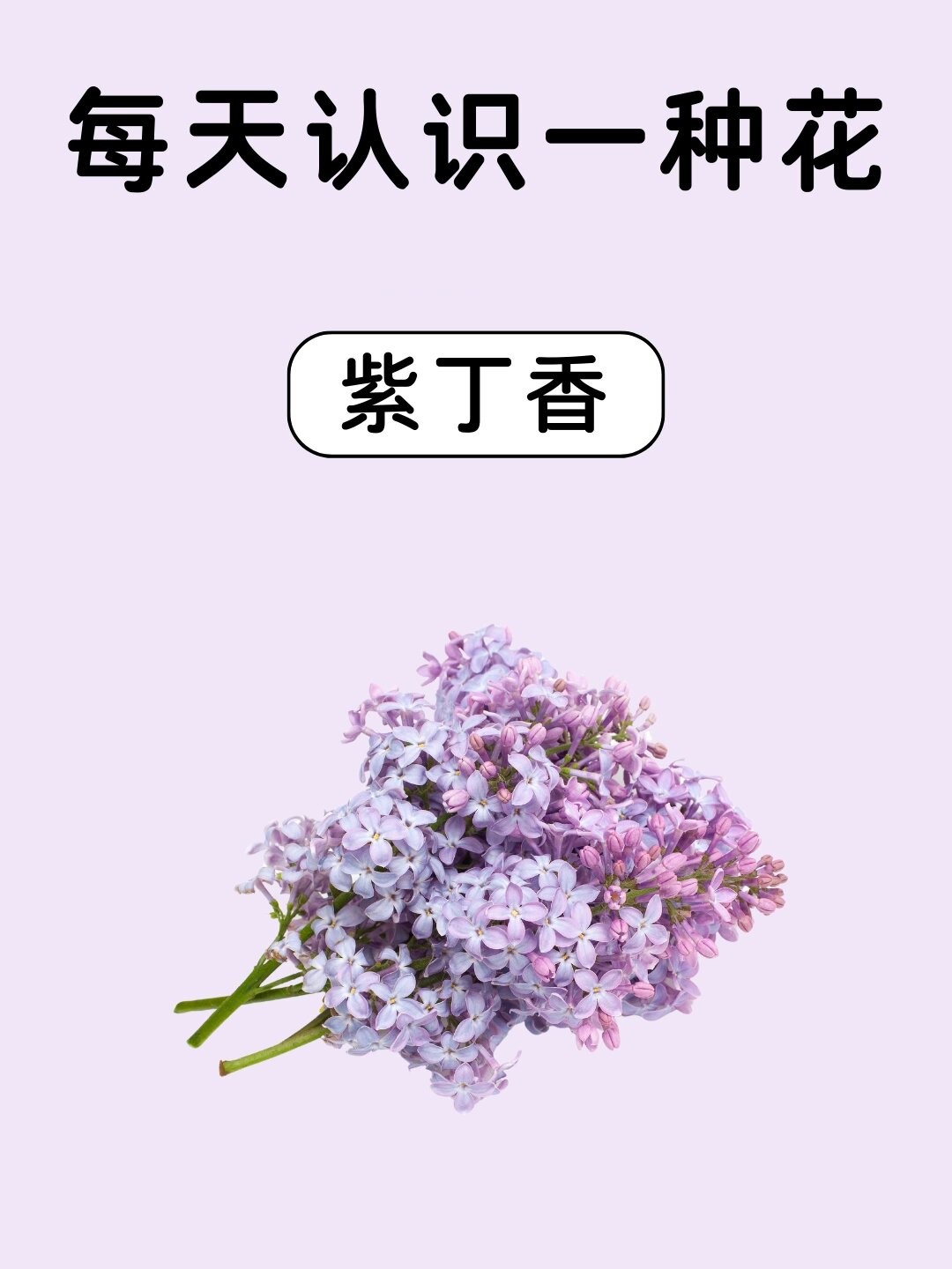 每天认识一种花:紫丁香