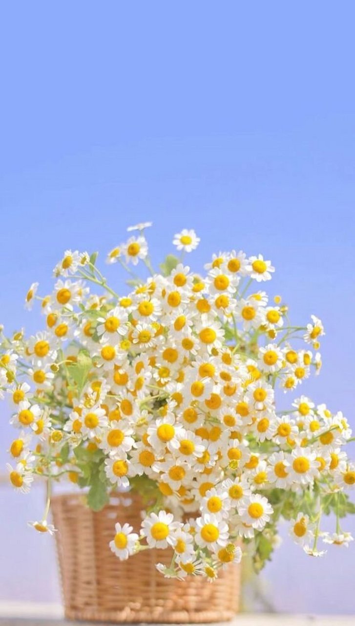 花朵壁纸,清新小雏菊