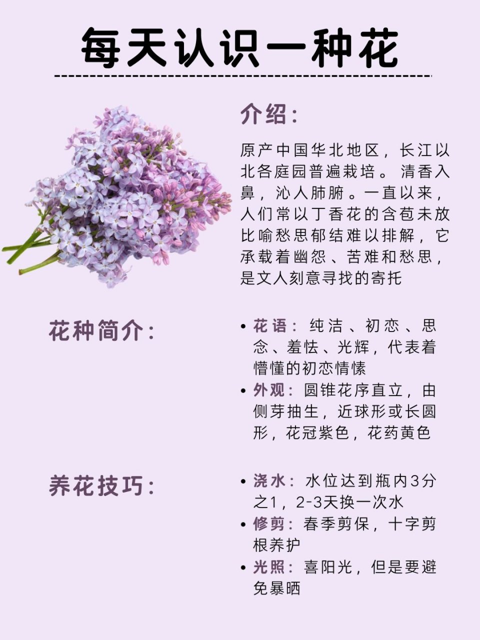 丁香花的样子具体描写图片