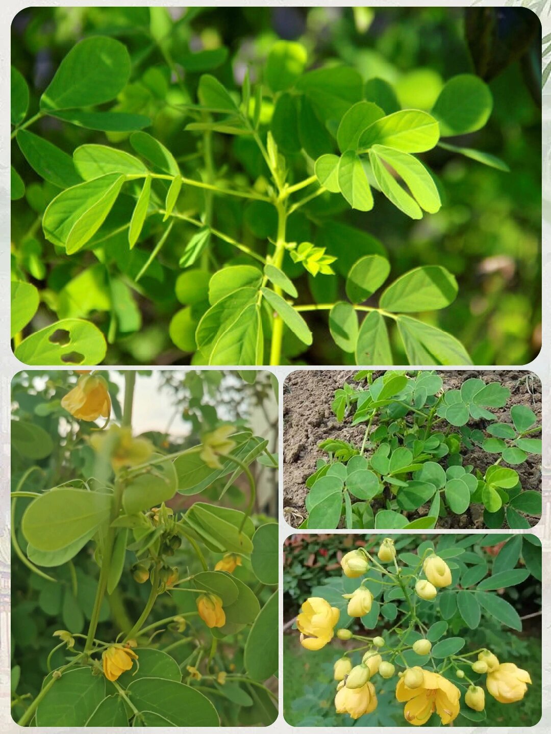 每天认识一味中草药 决明  决明:郊外常见的野草,隐藏的yao材瑰宝!