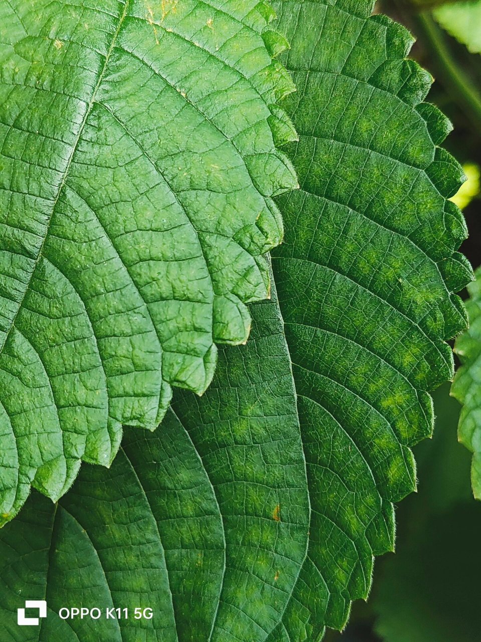 1799的oppo k11就不说配置是照着一加11来的了,连影像实拍效果都能跟