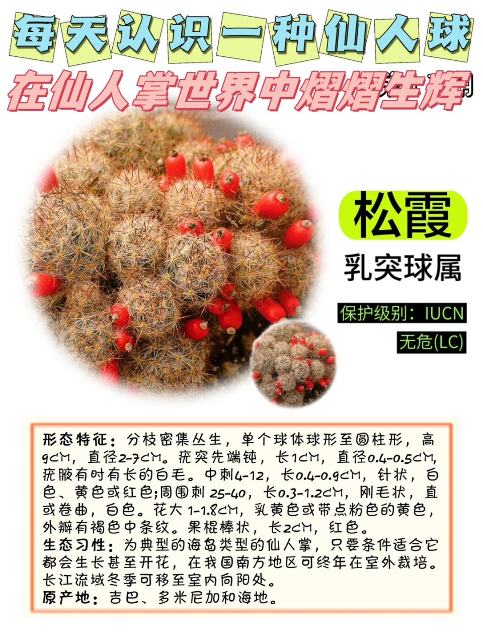 松霞仙人球花期图片