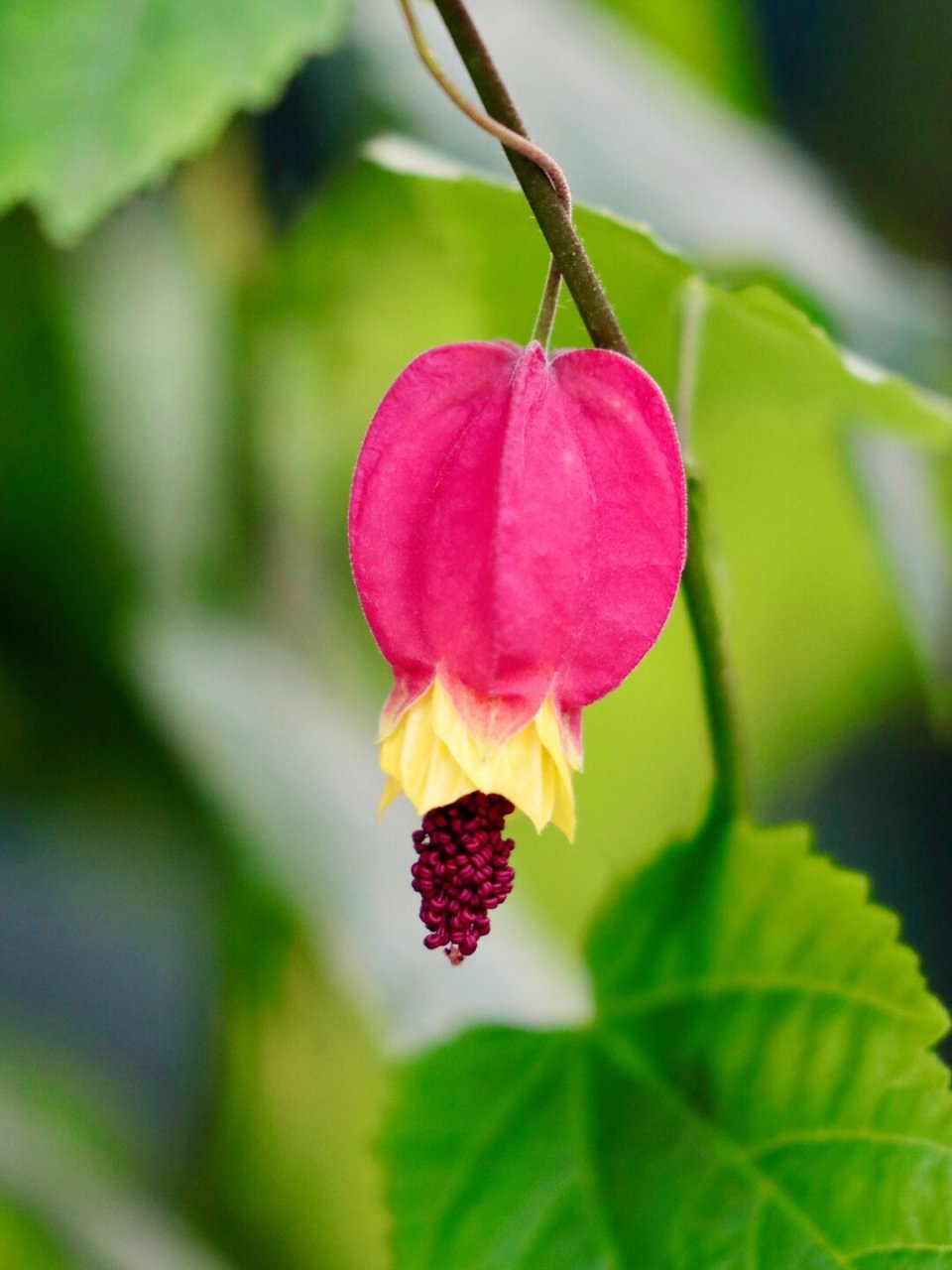 植物图鉴|大红灯笼高高挂  红萼苘麻:热带之花,温带之友  红萼苘麻,学