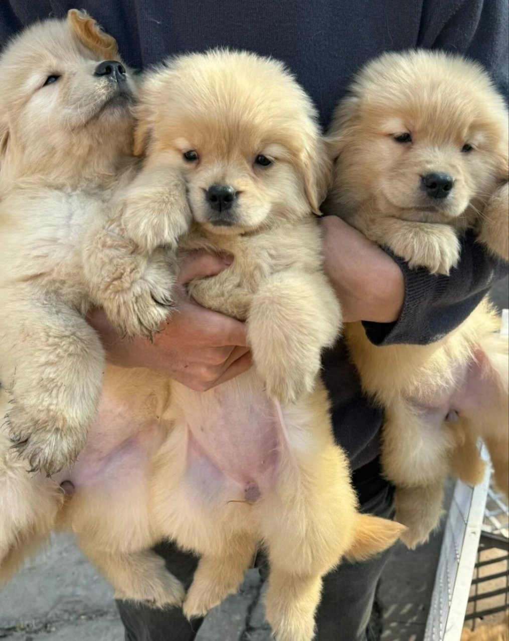 如果你正在寻找一只听话,可爱,健康的狗狗,那么这些小金毛幼犬绝对是